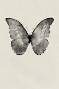 Malerifabrikken - Poster Black Butterfly - Beige - Posters - Från Home...