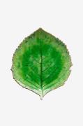 COSTA NOVA - Serveringsfat Hydrangea 22cm - Grön - Uppläggningsfat - F...