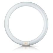 Philips G10q 32W 840 lysrörsring Master Circular TL-E