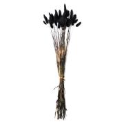 NFG - LAGURUS svart, torkat, H40-50 cm