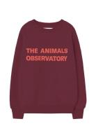 THE ANIMALS OBSERVATORY Browned Farnet Leo Sweatshirt Burgundy
